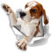 Winston & Bear 3D Hund Aufkleber - 2 Pack - Beagle Aufkleber für Wand, Kühlschrank Beagle Aufkleber zu erreichen
