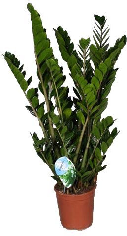 Glücksfeder, (Zamioculcas zamiifolia), Zamie, Zamia Farn, Zamia Palme, pflegeleichte Zimmerpflanze (ca. 100cm hoch im 24cm Topf)