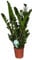Glücksfeder, (Zamioculcas zamiifolia), Zamie, Zamia Farn, Zamia Palme, pflegeleichte Zimmerpflanze (ca. 100cm hoch im 24cm Topf)