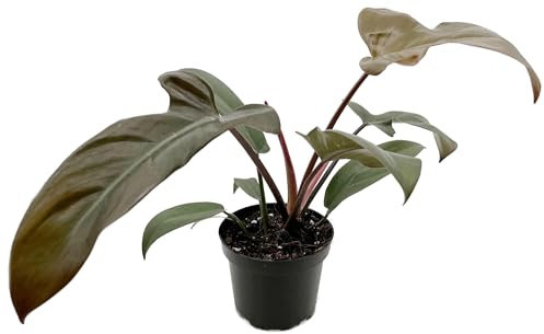 Fangblatt - Philodendron Florida bronze' - Ø 12 cm Topf - exotische Grünpflanze mit dunklen Blättern - pflegeleichte Zimmerpflanze