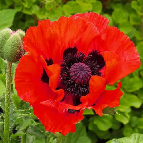6 x Orientalischer Mohn 'Brilliant' - Papaver Orientale 'Brilliant' Topf 9x9cm: Leuchtend rote Blüten, ansprechender Blickfang im Garten.