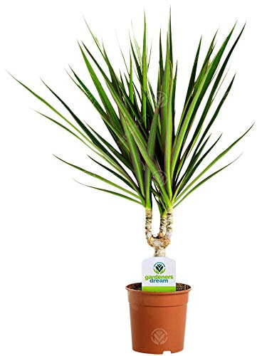 Dracaena Marginata - 1 Plant - House/Office Live Indoor Pot Plant Tree in 11cm Pot