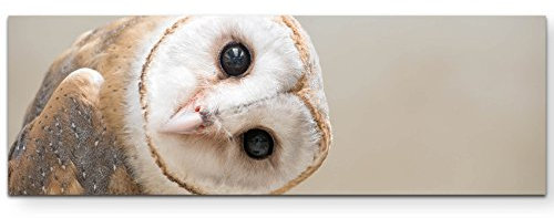 Paul Sinus Art Leinwandbilder | Bilder Leinwand 120x40cm Eulen Portrait