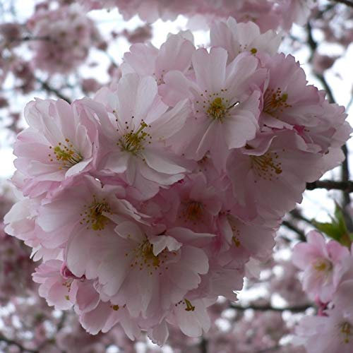 Japanische Säulenkirsche Prunus serrulata Amanogawa hellrosa blühend 60-100 cm Pflanze im 5 Liter Topf