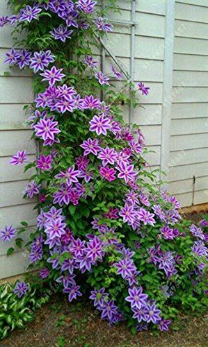 100 piezas / bolsa de semillas de Clematis flores clematis semillas de vid semillas de flores perennes plantas trepadoras Clematis bonsai maceta de plantas de jardín