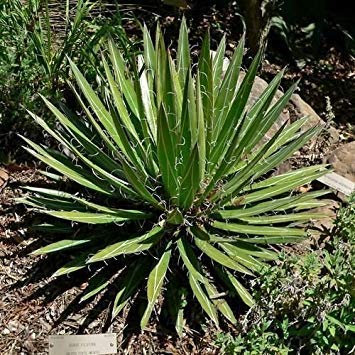 Elitely Bonsai Seeds Thread Leaf Agave Succulent (Agave Filifera) 20