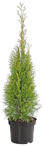 Dehner Lebensbaum Smaragd, Thuja für 20 Meter Hecke, ca. 40-60 cm, 80 x 3 l Topf, Heckenpflanze