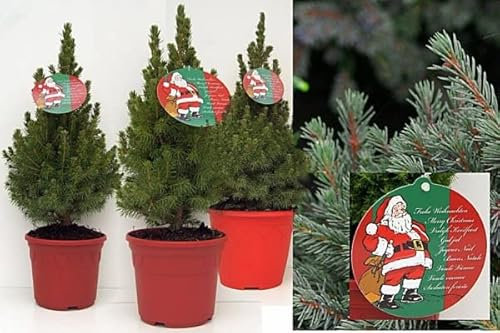 Picea glauca Conica - Weißfichte - im Dekorationstopf und Grußetikett - 3-Stück