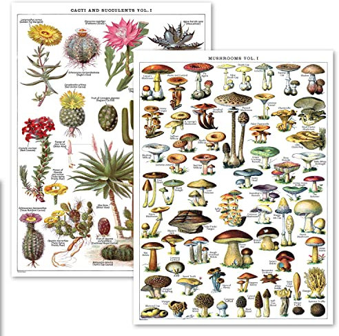 Palace Learning 2er-Pack – Vintage Sukkulenten und Kaktus + Pilz Poster Set – Kakteen & Mycologie Referenzdiagramm (laminiert, 45,7 x 61 cm)