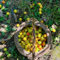 acquistare semi di albicocca, alberi da frutto nani piante resistenti in vaso piante rare acquistare alberi da frutto appartamento semi di frutta fresca d'appartamento che purificano 2pcs