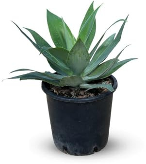 Attitude Jardin - Agave attenuata - 30-40 cm - ⌀ 24 cm - cactus e piante grasse