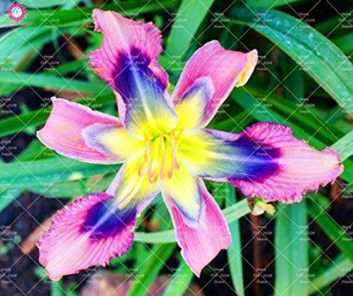 Shopmeeko 20 STÜCKE Taglilie Blumen pflanze Seltene Farbe Hybrid Hemerocallis Neue Taglilie Chinesische kräuterpflanze Mehrjährige Essbare: 3