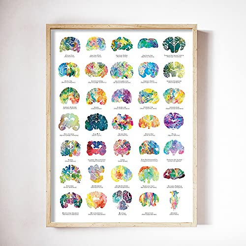 CBYLDDD Tier Gehirn Poster Bunte Neurologie Tierärzte und Psychologie Wanddekor Poster Print Wandbild für Wohnzimmer Wohnkultur 16x24in Kein Rahmen