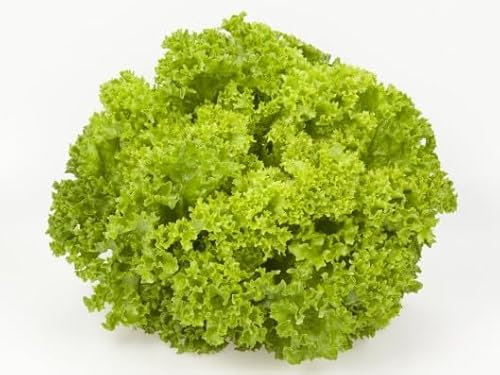 Semi LATTUGHINO LOLLO BIONDA In Busta Ermetica MADE IN ITALY Qualità superiore con 95% di germogliazione con istruzioni VERDE