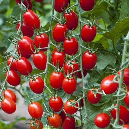 Semillas de Tomate Solemio - Tomate Cherry en Rama Tradicional Semillas Hortícolas