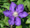 Samen SEMI DI GERMINAZIONE: Lady Betty Balfour Clematis-Rebe - Topf - Magestic - 2,5 Topfsamen