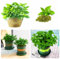 Menta Las semillas de hierba gatera que se pueden plantar en todas las estaciones son fáciles de plantar y germinan rápidamente. Plantas de mascota-500pcs-B