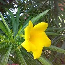 Aamish 5 Stück Oleander gelbe Farbe Blumensamen
