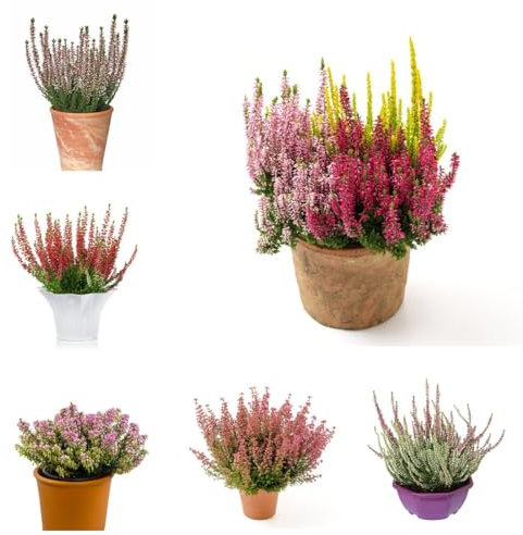 150 Pcs Heidekraut Winterhart Samen - Exotische Pflanzen Samen, Winterharte Blumen Wildkräuter Samen, Calluna Vulgaris, Dachbegrünung Bodendecker Pflanzen Winterhart Winterlinge Gartenpflanzen