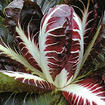Las Semillas de germinación: 300 - Semillas: Semillas Radicchio, Rossa di Treviso -Profunda Brilliant Red-mordedura Sabrosa a Las ensaladas!