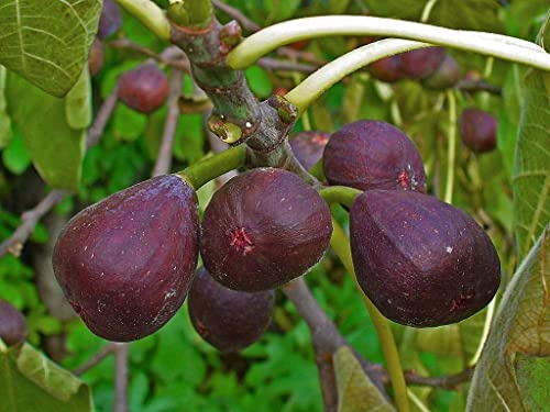 Blaue Pfälzer Fruchtfeige Ficus carica 'Brown Turkey' Pflanze 25-30cm Feigenbaum