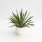 Pianta vera di Yucca gloriosa Variegata - Diametro Vaso Ø 24 cm