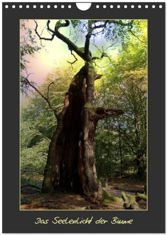 Das Seelenlicht der Bäume (Wandkalender 2026 DIN A4 hoch), CALVENDO Monatskalender: Uralte Baumriesen mit ihrer Ausstrahlung (CALVENDO Natur)