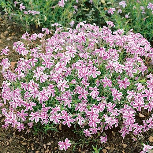 YouGarden Phlox 'Candy Stripe', Established Plant in 9cm Pot, Vibrant Bicolor Flowers, Garden Colour, Great For Pots