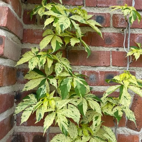 semillas de vid silvestre, plantas trepadoras de rápido crecimiento Semillas enredadera Virginia, decoración balcones plantas herbáceas resistentes para el jardín jardín hierbas 500pcs
