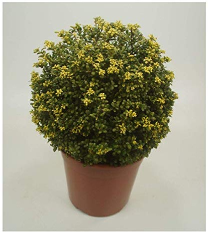 Stauden Gänge 5 x Ilex crenata 'Convexa' Kugel Löffel Ilex winterhart | Immergrüner Buchsbaum-Ersatz für Sonne bis Schatten, mehrjährig, schnittverträglich, C3 Topf