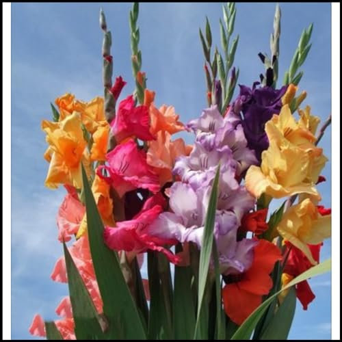 Gladiolen zwiebeln,winterharte pflanzen,gladiolen knollen,duftende,sehr dekorative,schöne,gesunde Zwiebel,farbenfrohe,robuste Blumenzwiebeln,gladiolen mehrjährig winterhart.-3 zwiebeln-C