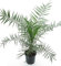 Tolle Zimmerpflanze - Kanarische Dattelpalme - Phoenix canariensis - Gesamthöhe 110-130 cm - Topf Ø 26cm [8780]