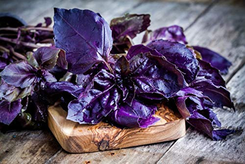150 Semi di Basilico Viola - pianta aromatica - semi contadini riproducibili - SemiWild