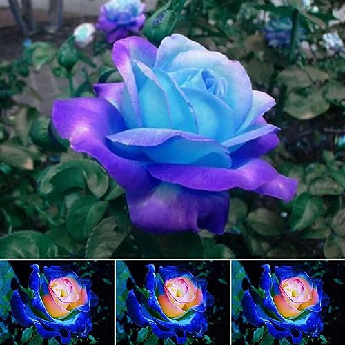 PERZOE 50 Pezzi di Semi di Rosa Blu Rosa, Decorazione per la casa di Piante in Vaso da Balcone profumato Semi di Rosa Rosa Blu