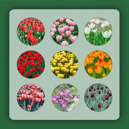 8 pcs tulpenzwiebeln balkon - bonsai topf luftreinigende zimmerpflanzen tulpen zwiebeln,tulpenzwiebel,Tulipa gesneriana, flower winterlinge zwiebeln winterhart mehrjährig deko wohnzimmer