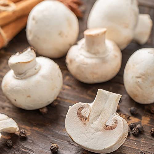 200 Stück Champignons pilze züchten samen button mushroom fungi pilz - Seltene Pflanzen serie - winterfeste pflanzen für balkon exotische winterhart gartenarbeit wintergemüse