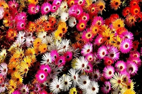 Delosperma 200, Pourpier, vivace plantes, rocaille, couvre sol