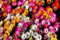 Delosperma 200, Pourpier, vivace plantes, rocaille, couvre sol