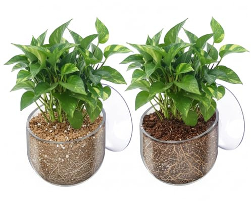2 Pcs Aquarium Plant Holder Live Aquarium Plants Holder with Suction Cup | Aquarium Plant Weights Plastic Live Fish Tank Plant Holders, Clear Red Worm Fish Feeder for Aquascape Decoration
