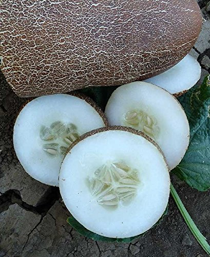 Brown Russian Gurke - 10 Samen