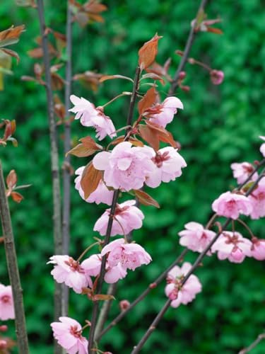 Blutpflaume 'Pleniflora' 80-100 cm Topf Prunus cerasifera Hecke winterhart | gefüllt rosa blühend, April-Mai, purpurrotes Laub, sonnig-halbschattig, Solitär oder Hecke, winterhart bis -20 °C