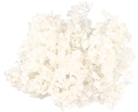 Ipetboom 1 Paquete Secos para DIY Flores Blancas para Decoración Especiales