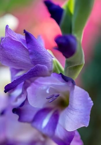 14 bulbi di gladioli lilla blu | bulbi estivi | gladiolo Blue Trophic circ. 12/14cm | MY PLANTIS.it | spedito da ITALIA