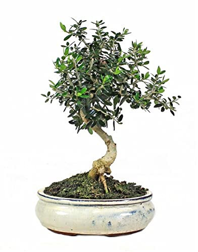 DECOALIVE Bonsái Acebuche Natural Árbol Olivo Silvestro Olea Sylvestris