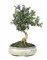 DECOALIVE Bonsái Acebuche Natural Árbol Olivo Silvestro Olea Sylvestris