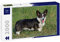 Lais Jigsaw Puzzle Welsh Corgi Cardigan 2000 pieces