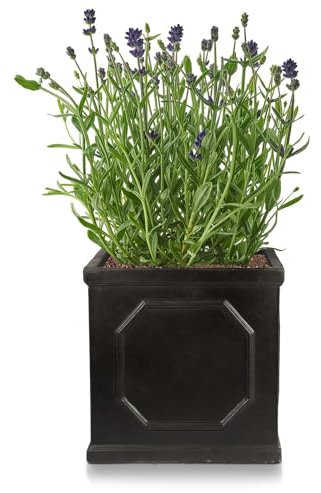 IDEALIST 22cm Small Square Plant Pot | Dark Grey Reinforced Stone Garden Planters with Drainage Holes | Faux Lead Chelsea Box L22 W22 H22 cm, 6 litres