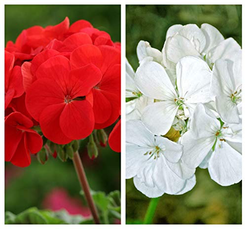Geranium F1 Horizon Red and White Pelargonium Mini Plug Plants x 40 for Potting On