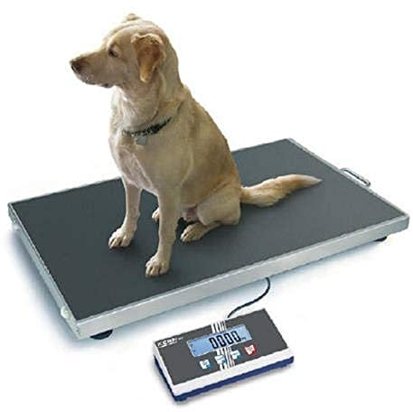 KERN Plattformwaage EOS 300K100XL (Wägebereich max. 300 kg, Ablesbarkeit 100 g, Reproduzierbarkeit 100 g, Linearität 200 g, Tierwaage, Veterinärwaage, extra große Wägeplatte)