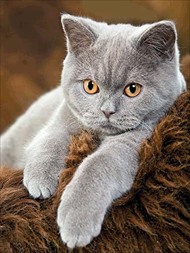 NAIMOER Diamond Painting Chat, Peinture Diamant 5D Broderie Diamant Kit Complet Chat Point de Croix Diamant Peinture pour la Décoration de la Maison 30x40cm